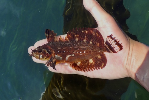 Little dragon sculpin (Blepsias cirrhosus) — Hemitripteridae — 3