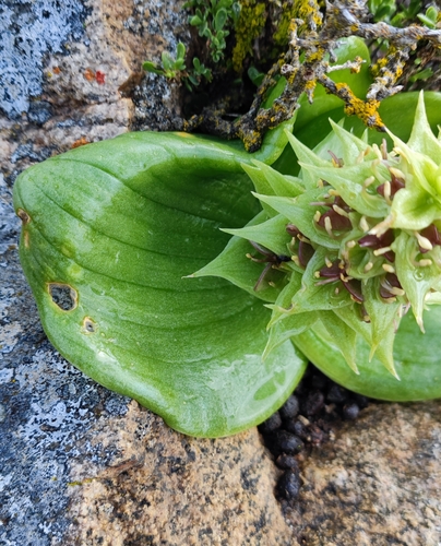 Image of Massonia bifolia by (c) Andreas Schneider, some rights reserved (CC BY)