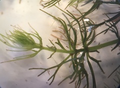 Ceratophyllum echinatum