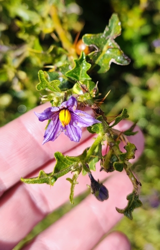 Image of Solanum humile by (c) Andreas Schneider, some rights reserved (CC BY)