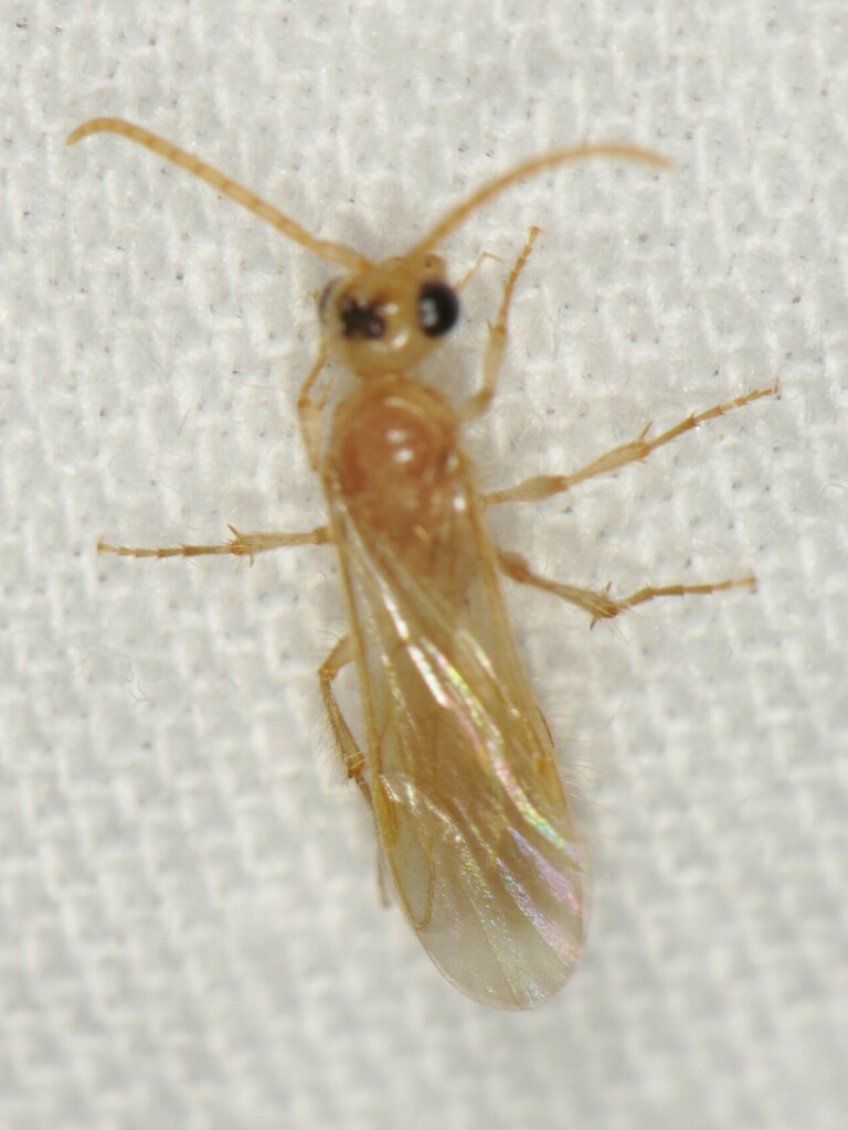Sphaeropthalma pallida
