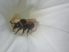 Bombus hortorum