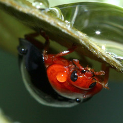 Synona consanguinea