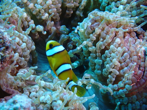 Amphiprion tricinctus observed 2023-11-27
