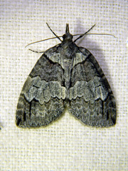 Hydriomena ruberata