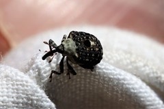 Cionus scrophulariae