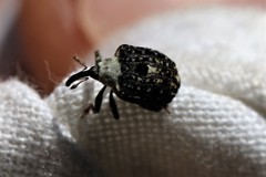Cionus scrophulariae