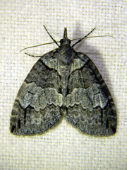 Hydriomena ruberata