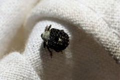Cionus scrophulariae