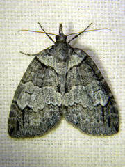 Hydriomena ruberata