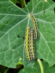 Large White