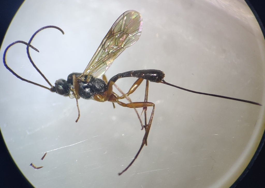 Lissonota complicator