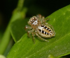 Thyene coccineovittata