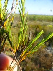 Lachnaea capitata