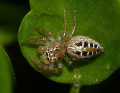 Thyene coccineovittata