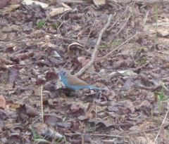 Uraeginthus bengalus
