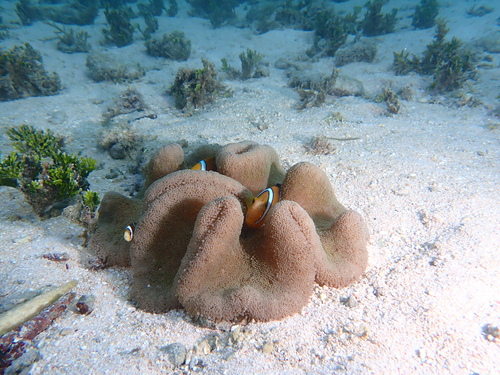 Amphiprion tricinctus observed 2023-12-04