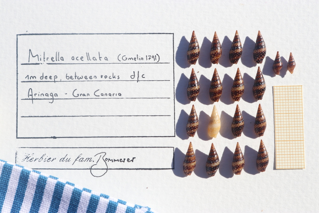 White-spot Dovesnail