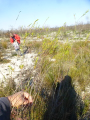 Lachnaea capitata