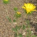 Havard's Gumweed - Photo (c) Chuck Sexton, some rights reserved (CC BY-NC), uploaded by Chuck Sexton