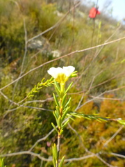 Lachnaea capitata