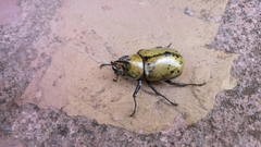 Dynastes hyllus