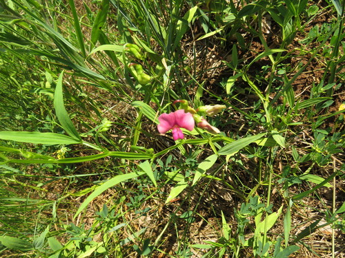 Miškinis pelėžirnis