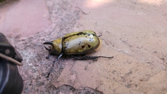 Dynastes hyllus
