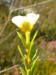 Lachnaea capitata