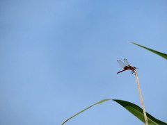 Trithemis aurora