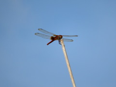 Trithemis aurora