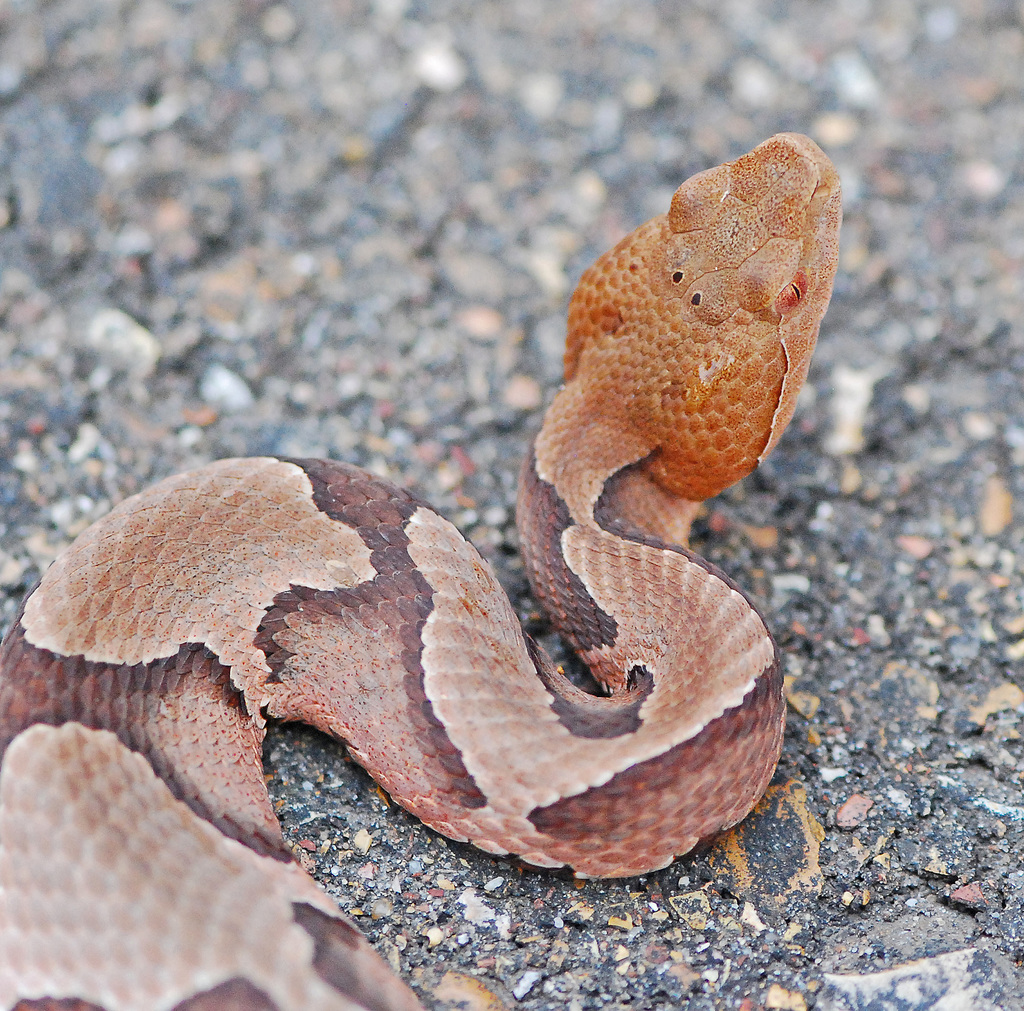 Top 100 Pictures Photos Of A Copperhead Snake Latest