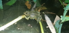 Pelophylax nigromaculatus