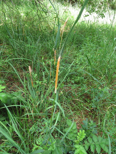 Žolinis žiedgrybis