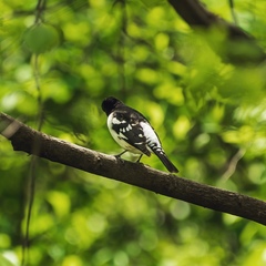 Pheucticus ludovicianus