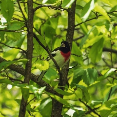 Pheucticus ludovicianus