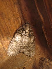 Acronicta retardata
