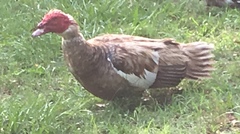 Cairina moschata domestica