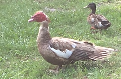 Cairina moschata domestica