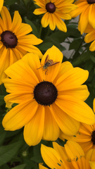 Spilomyia alcimus