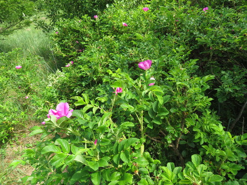 Raukšlėtalapis erškėtis