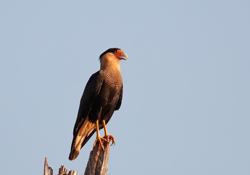 Crested Caracara