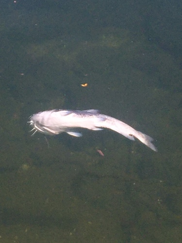 Ameiurus catus