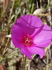 Clarkia gracilis