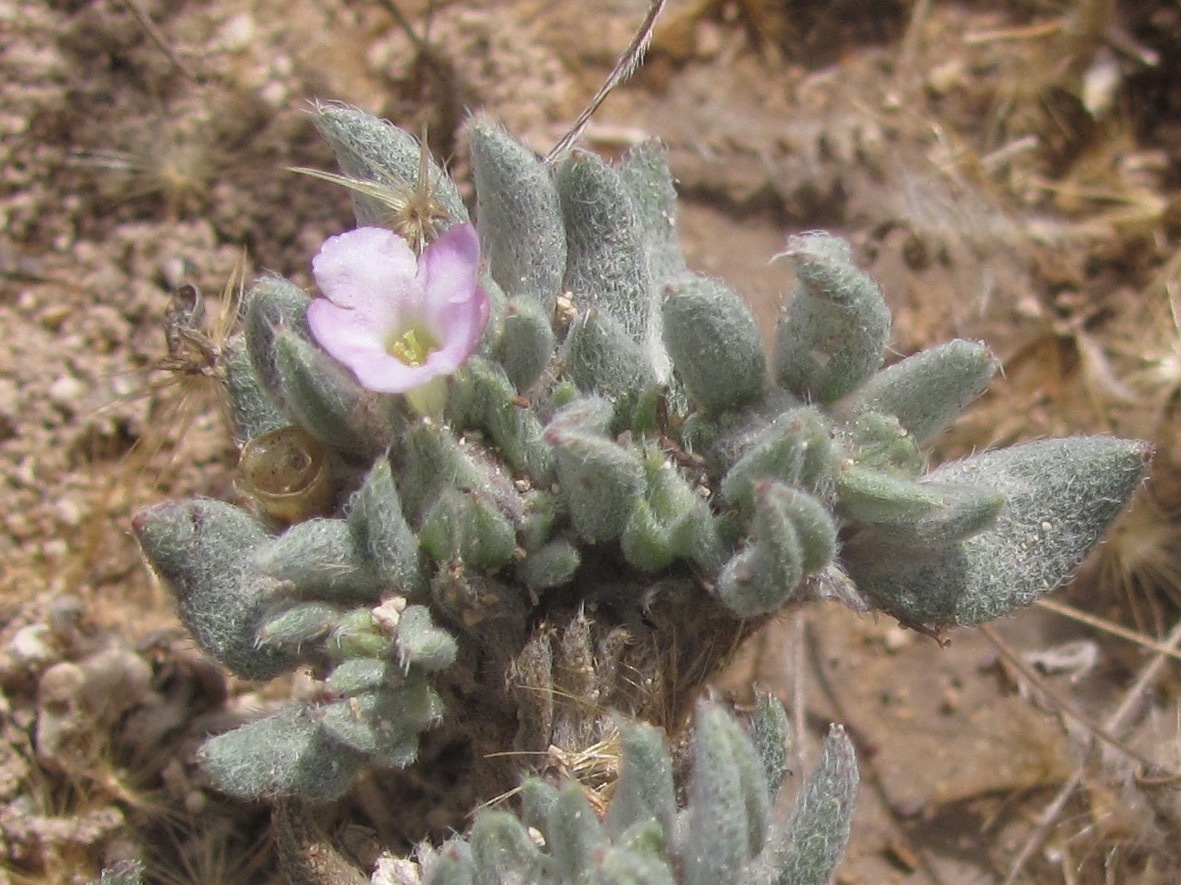 Tiquilia canescens