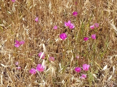 Clarkia gracilis