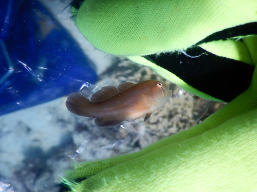 Gobiodon oculolineatus observed 2020-02-04