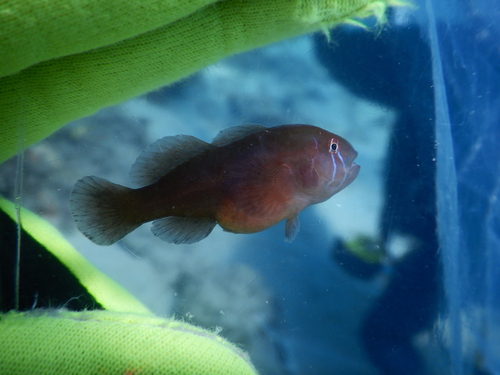 Eyebar coralgoby (Gobiodon oculolineatus) — Gobiidae