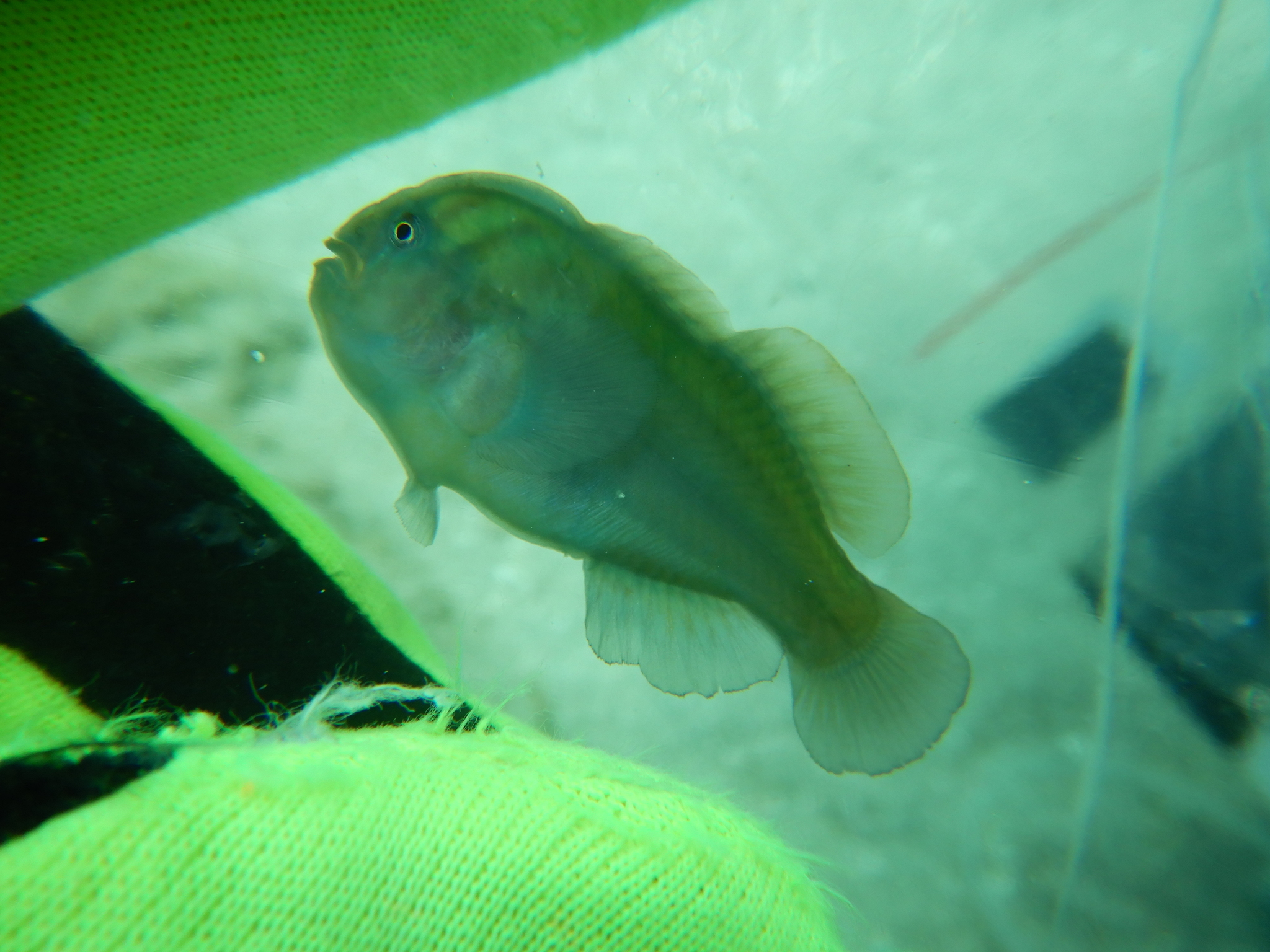 Rasp Coralgoby photo 2