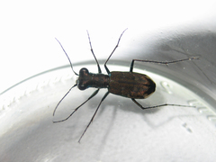 Cylindera kaleea